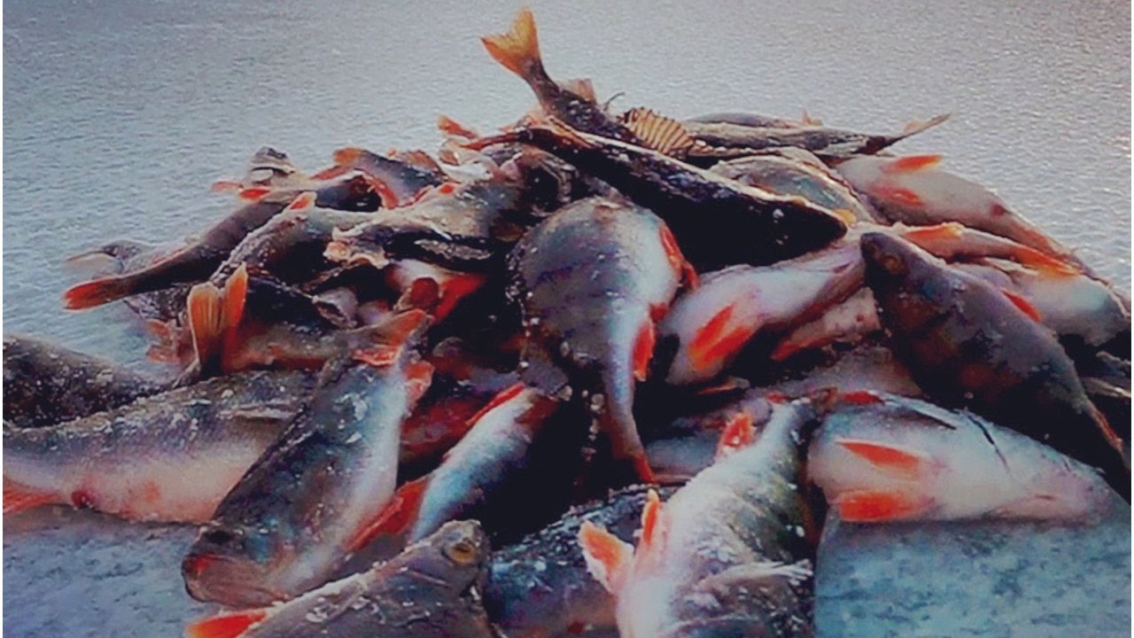 Рыба чудского озера. Зимняя рыбалка на Чудском озере. Чудское озеро окунь. Зимняя рыбалка окуни Чудское озеро.