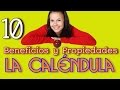 10 Propiedades y Beneficios de La Calendula - Lo Que Debes De Conocer De La Caléndula