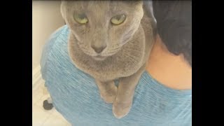 Russian Blue Lena loves her dad more than treats