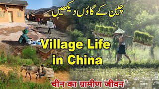 China Village Life Village Life In China Urdu Doentary China Ka Gaon Chinese Village