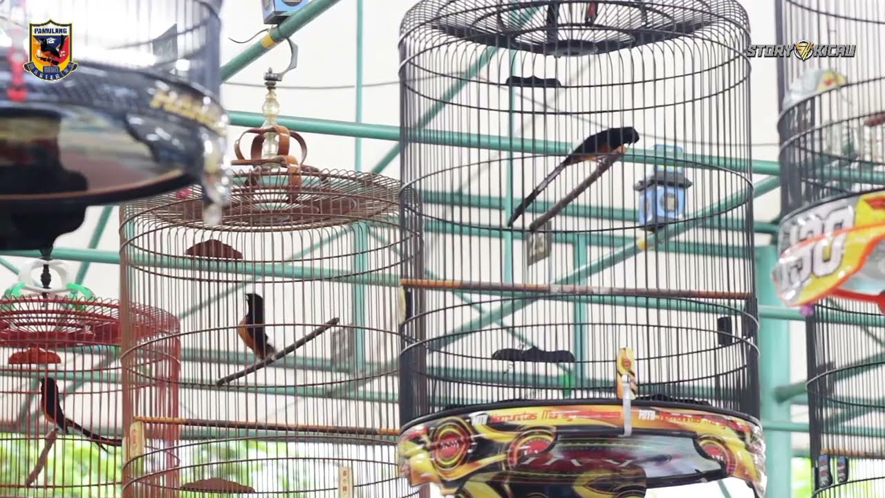 MURAI MUDA JAWARA KELAS UMUM‼️SISWA PAMULANG BIRD MASTERING KOPASSUS JR MILIK H. TAMA MEDAN