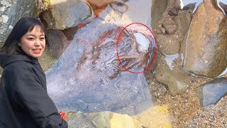 [ENG SUB] Xiao Zhang rushed to the sea and found the huge toad fish stranded with an octopus in his