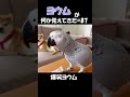 ヨウムが何か覚えてきた#87