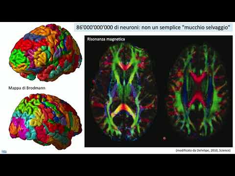 Video: I neuroni possono far crescere le spine dendritiche?