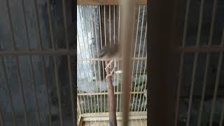 Download Lagu ciblek gunung masteran suara alam MP3