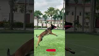 Our Malinois.EPIC 2m FRISBEE CATCH! 🚀 Belgian Malinois Trainin. ПРЫЖОК НА 2 МЕТРА! 🚀 Малинуа Чарли