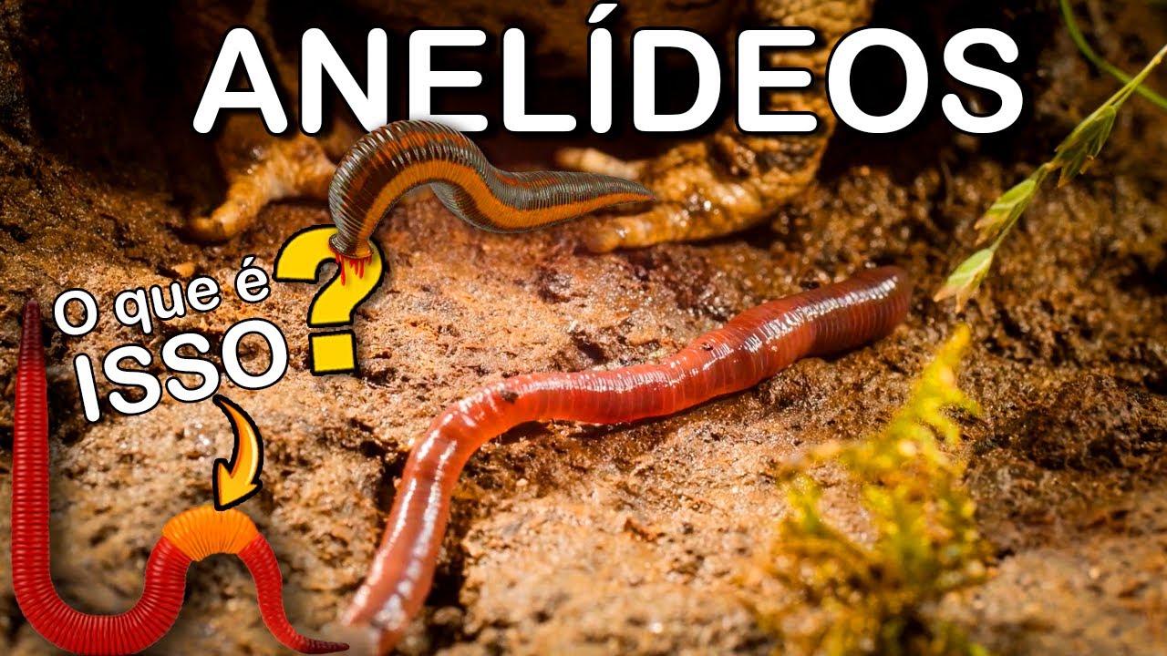Vermes Segmentados: O Que a Sanguessuga, a Minhoca e os Vermes Marinhos ...