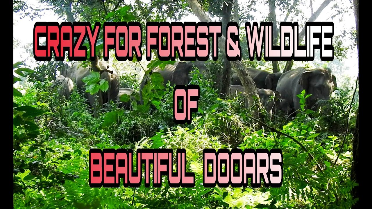 CRAZY FOR FOREST & WILDLIFE OF BEAUTIFUL DOOARS