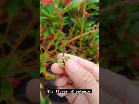 rungkad siti #orangsunda #lucu #banyolansunda #vlogsiti  #sitirungkad