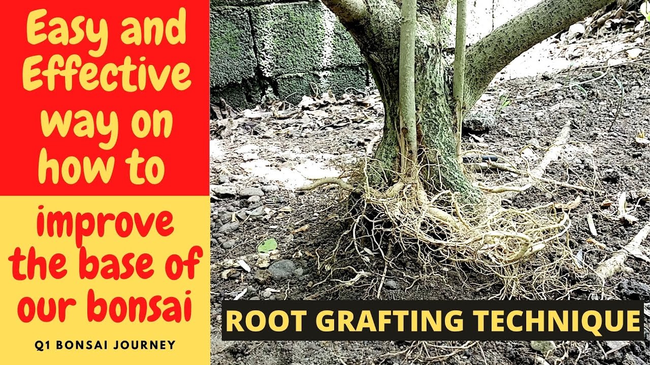 HOW TO ROOT GRAFT A BONSAI / HIBISCUS TILIACEUS / HIBISCUS TAIWAN YouTube