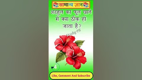 अड़हुल का फूल खाने से क्या ठीक हो जाता है।Gk Quiz 2025|Gk Questions And Answer 2025#gkquestions#mcq
