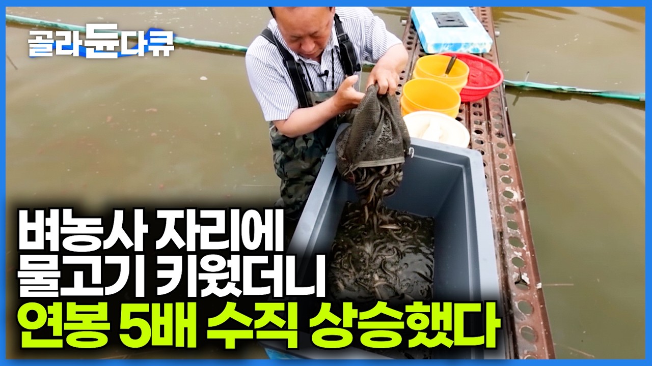 벼농사랑 같은 면적 대비 수익이 5배 차이난다는 미꾸리 양식장 가봤더니｜토종 미꾸리｜고향민국｜#골라듄다큐