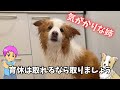 【育休】取れなそうだから有給！気がかりな姉の1日が見れました｜ボーダーコリー＆猫！