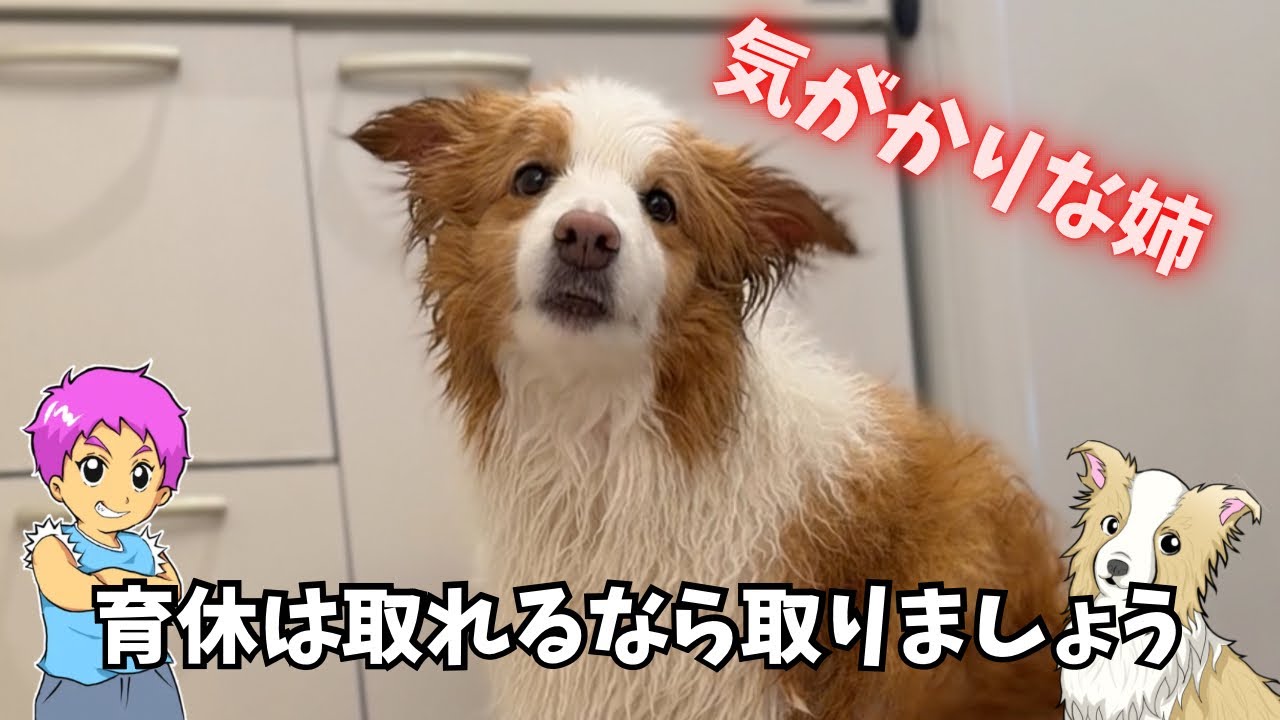 【育休】取れなそうだから有給！気がかりな姉の1日が見れました｜ボーダーコリー＆猫！