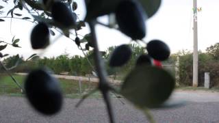 Una Storia Triste - Scherzo Ad Alfredo Cellamare