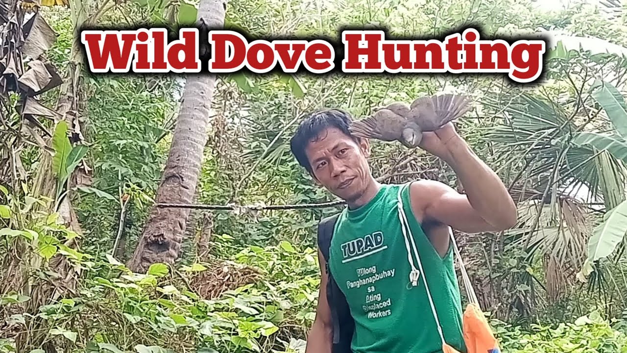 Traditional Wild Bird Hunting /alimokon or white eared brown dove #alimokonhunting #wildlife