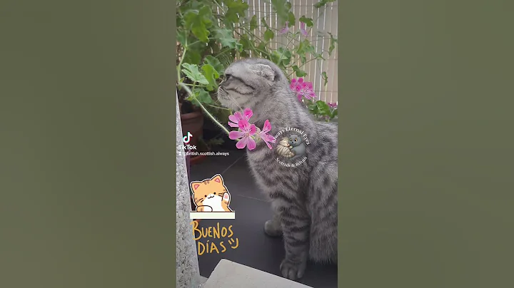 Video 8722411: britishshorthair scottishfold cat, cat scottish cute british, cute pet cat scottishfold, gato british