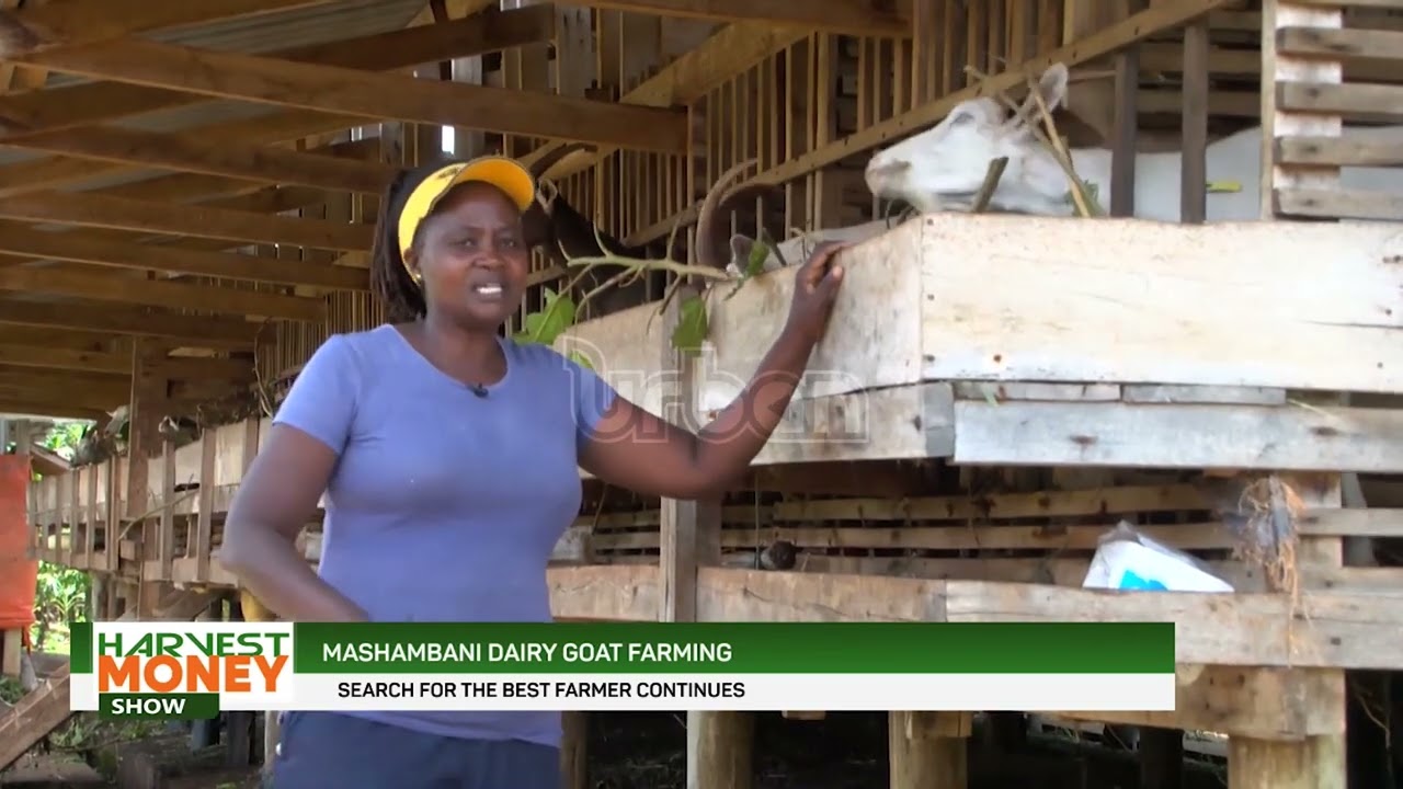 Mashambani diary goat farming