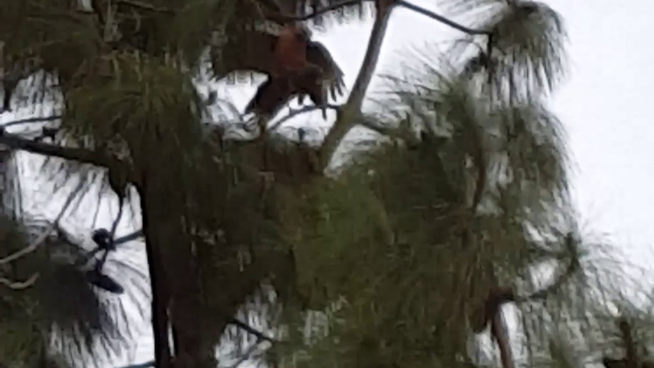 camera iphone 8 plus apk Red Tailed Hawks mating in the wild