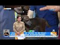 Susan Enriquez, nag-react sa viral video tungkol sa pagpapabakuna anti-rabies! | Unang Hirit! Mp3 Song