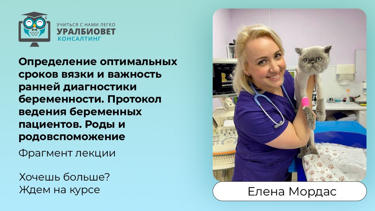 Ветеринарные вебинары. Ветеринарные вебинары. Ветеринарные вебинары. Селиверстов артур сергеевич ветеринар. Подготовка к проведению вебинара.