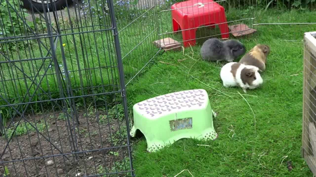 The Guinea Pigs Mulberry Garden Lawn Mowers YouTube