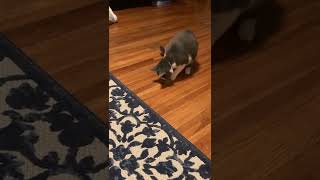 Mr. Kansas destroys Do Buggy