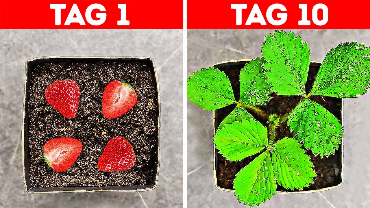 34 UNGLAUBLICHE PFLANZEN-LIFEHACKS DIE DU AUSPROBIEREN SOLLTEST