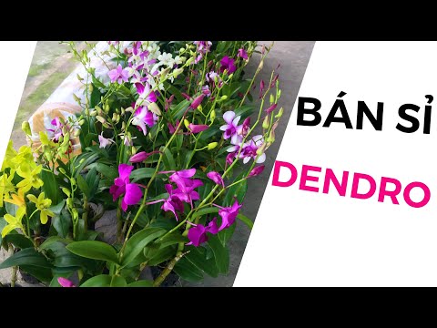 HOA LAN DUY PHONG BÁN SỈ DENDRO NẮNG, DENDRO MÀU | #HOALANDUYPHONG | Foci