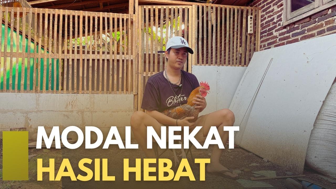 Ternak AYAM KUB, Solusi Bisnis Untuk Anak Muda di Era Modern