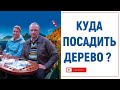 Куда посадить дерево? Кот Вилли, котята, лебеди и сад