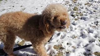 Dogs - are they space aliens Guide
