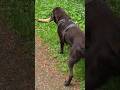 Mit Caruso im Rasteder Park # caruso # rastede #schlosspark #labrador
