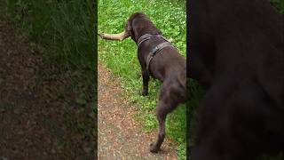 Mit Caruso im Rasteder Park # caruso # rastede #schlosspark #labrador