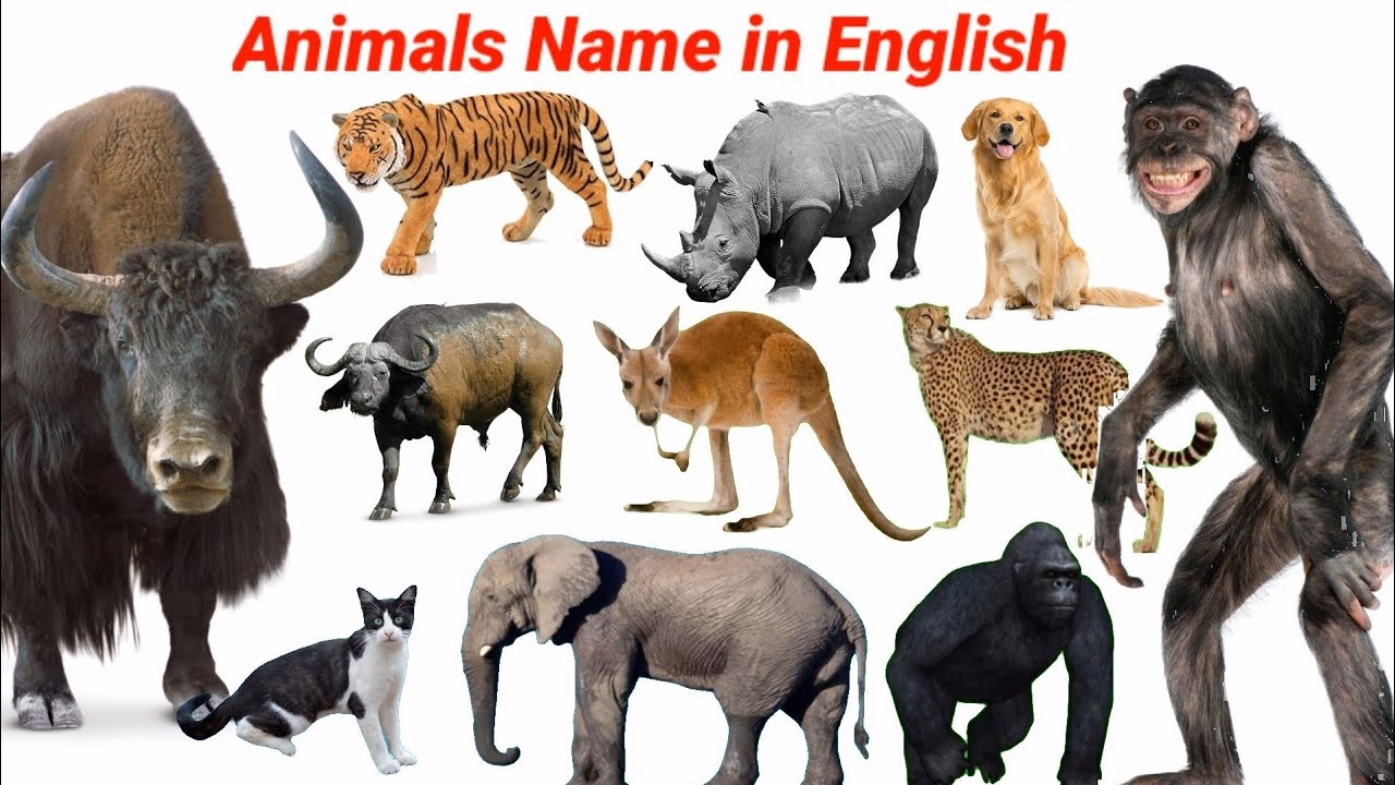Let's Learn Animals Name in English | Animals Video Cow, Dog, Deer ...