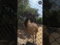 Ostrich Kutti 😍 | Ivlo Cute-aa Ostrich Baby | Kutty Bird, Periya Surprise 😮 #shorts #BoatTv