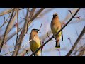 Waxwings passing a berry back and forth
