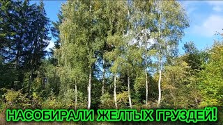 картинка: Насобирали жёлтых груздей!