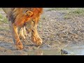 Turtle Chases Lions From His Waterhole