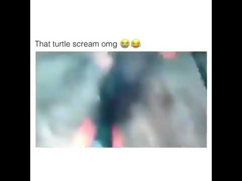 turtle-screaming-meme