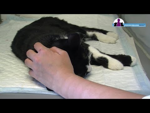 Video: Kastrasie Van 'n Kat: Voor- En Nadele