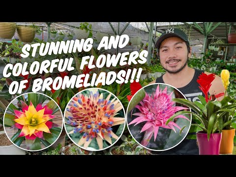 Video: Beauty Guzmania: kung paano mag-aalaga