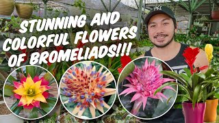 TIPS AND TRICKS SA PAG AALAGA AT PAGPAPAGANDA NG MGA BROMELIADS!