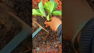 Mini Rake Eggplant Hack! 🍆⛏️ #Shorts #Gardening #Satisfying