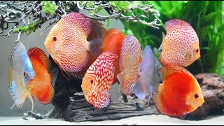 How To Grow Young or Juvenile Discus Fish | Does Tank Size Really Matter