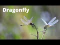 Dragonfly with the nature in forest