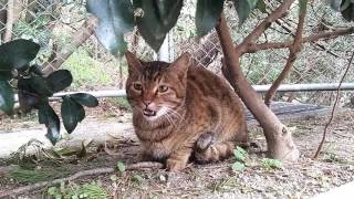 公園で見かけた野良猫の子猫、そーっと近づいてモフモフを試みるも。。。