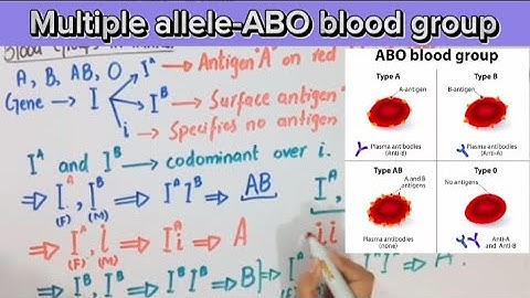 Multiple alleles|ABO blood group system|Exploring Panda 🐼. #genetics #biochemistry