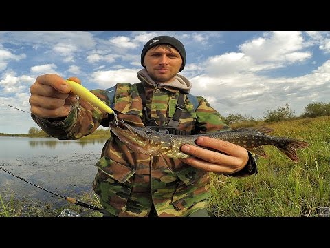 ქარიყლაპია -ს იერიშები ნაბადა 2016  Pike Attacks Nabada 2016  Атака щук Набада 2016