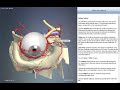 Dorsal nasal artery | Arteries of head and neck | 3D Human Anatomy | Organs